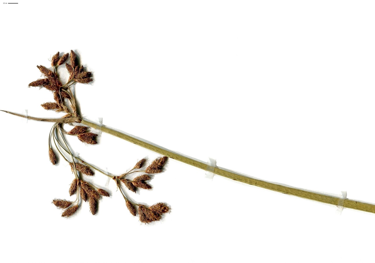 Schoenoplectus lacustris (Cyperaceae)